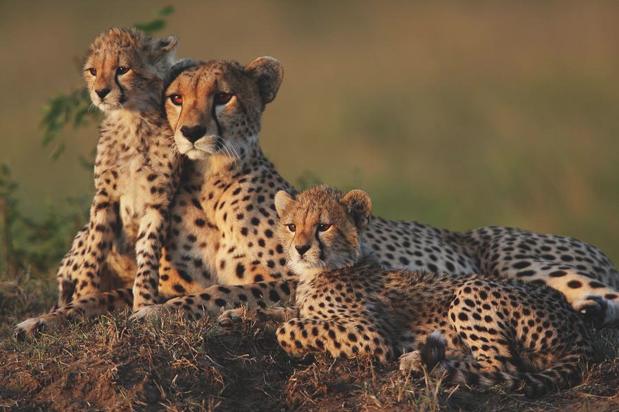 cheetah-family