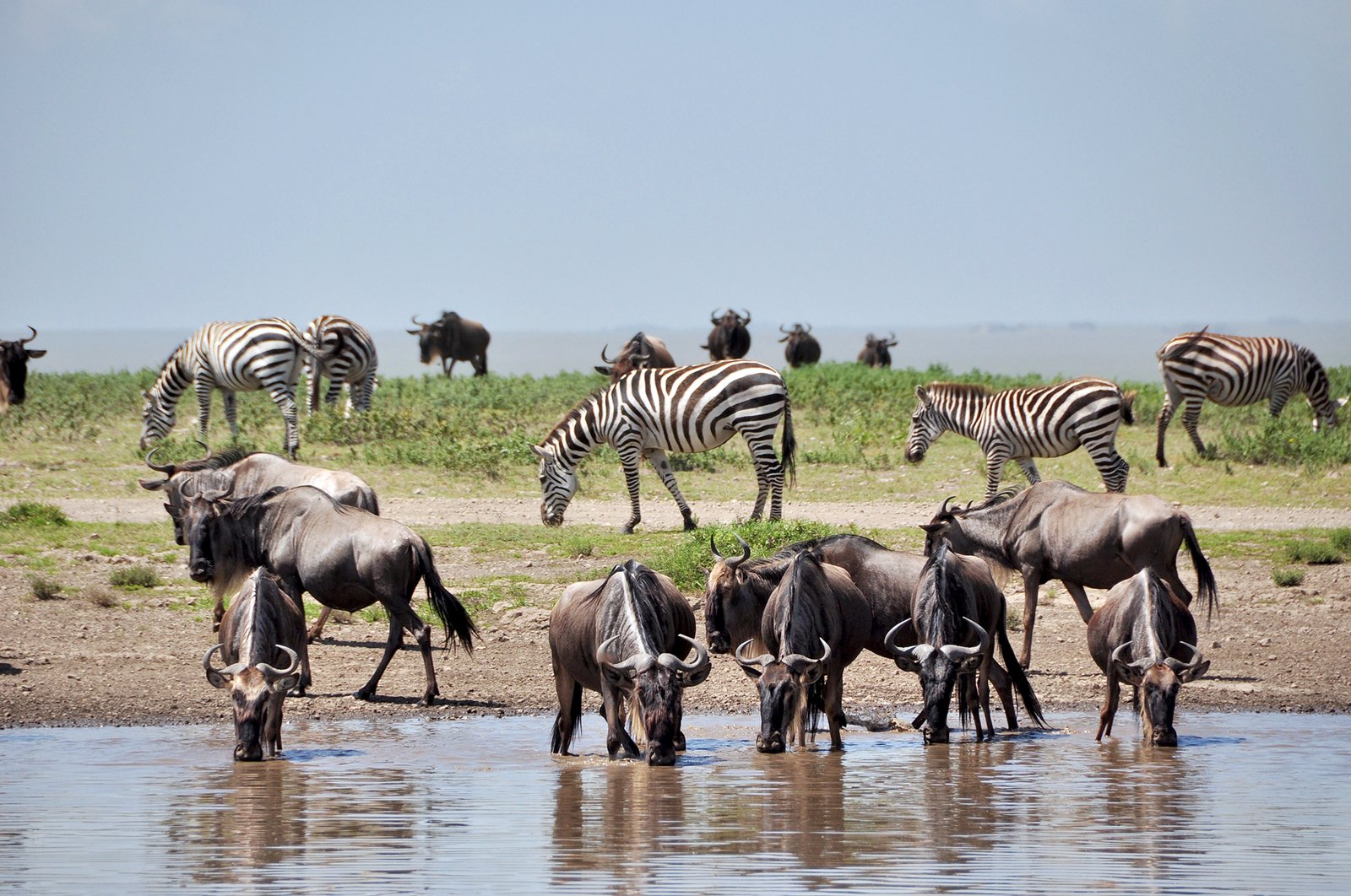 wildebeest_1_tanzania-experience