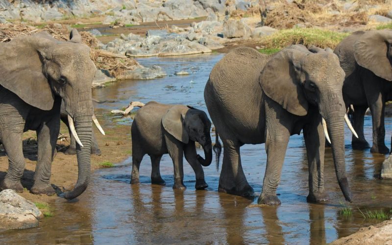 Tarangire ephants