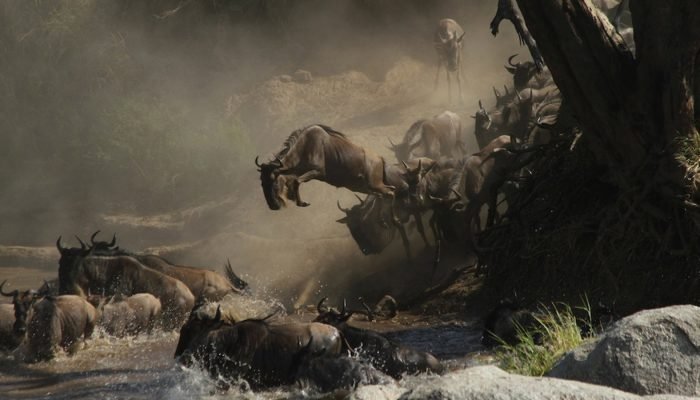 the-great-migration=401192-310